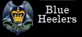 Blue Heelers